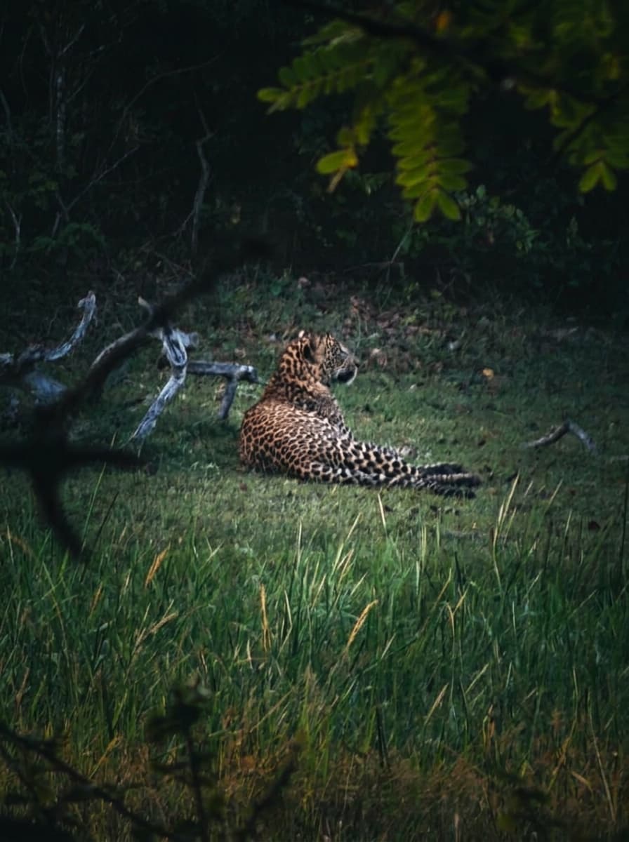 Safari gallery image 6