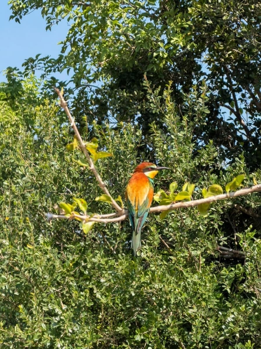 Safari gallery image 7