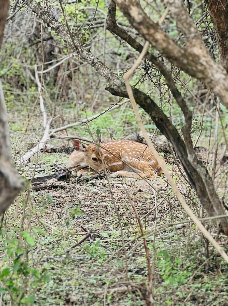 Safari gallery image 11