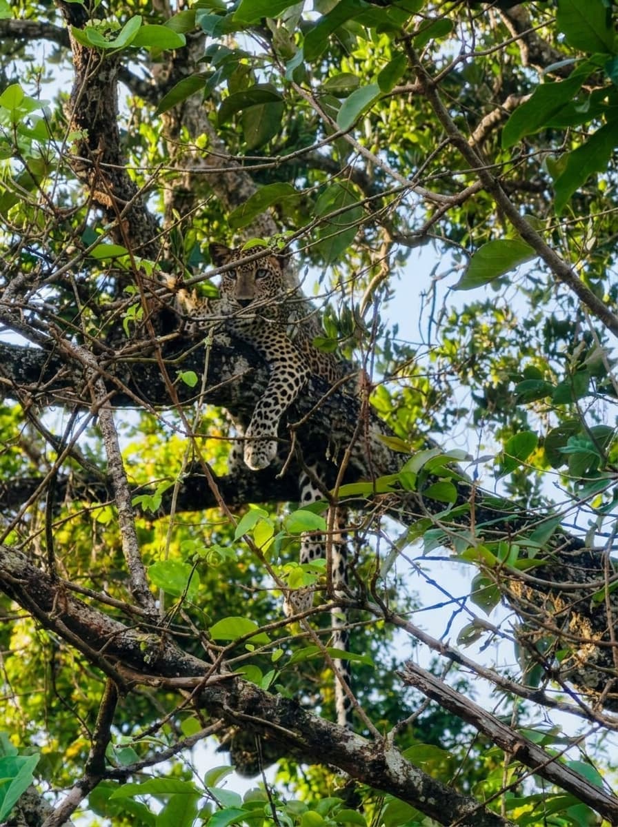 Safari gallery image 27