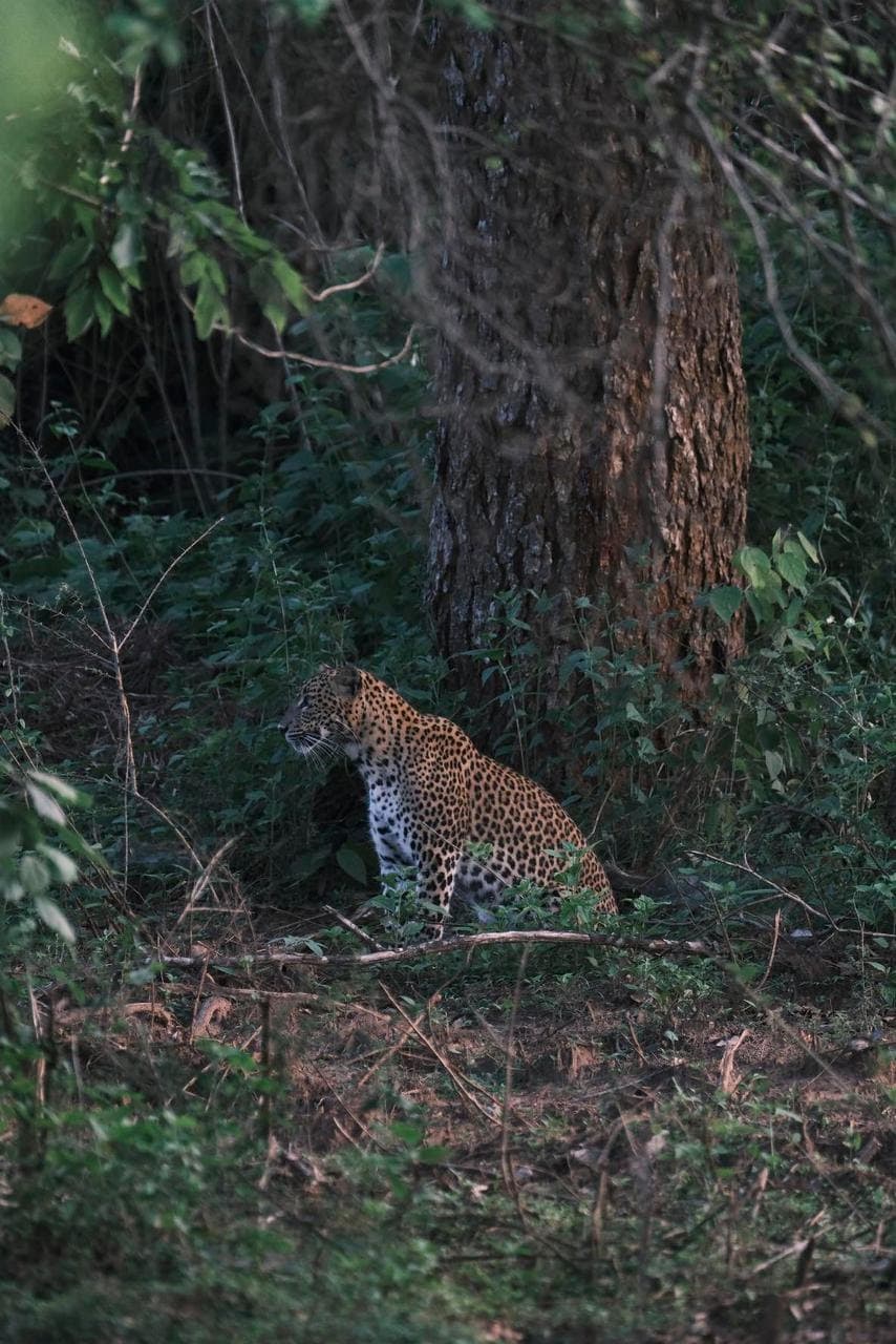Safari gallery image 37